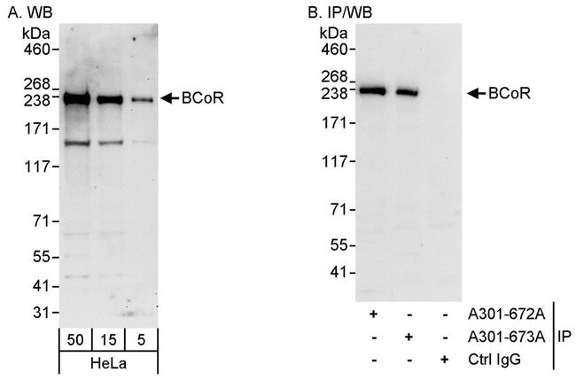 BCoR Antibody in Western Blot (WB)