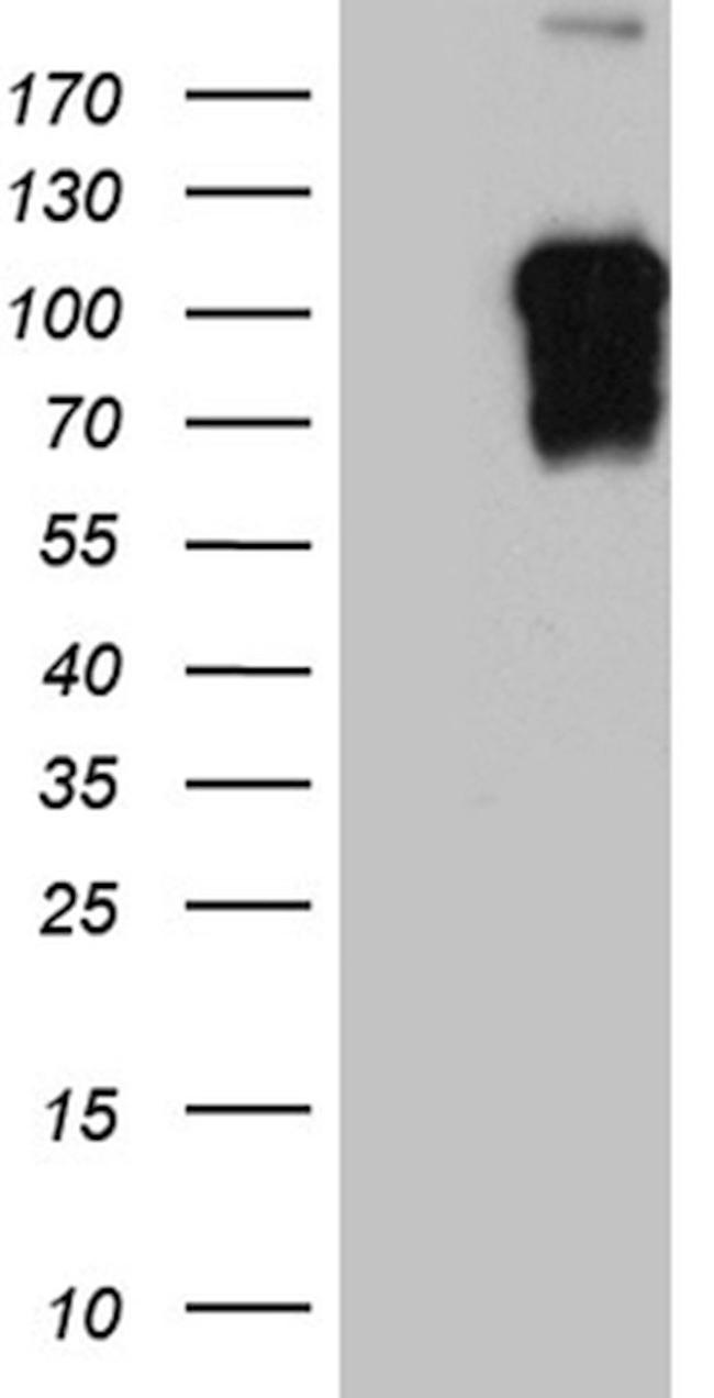 BEGAIN Antibody in Western Blot (WB)