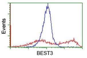 BEST3 Antibody in Flow Cytometry (Flow)