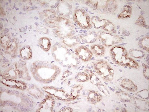 BHLHE41 Antibody in Immunohistochemistry (Paraffin) (IHC (P))