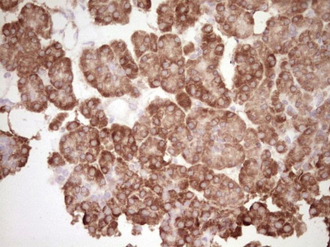 BHLHE41 Antibody in Immunohistochemistry (Paraffin) (IHC (P))