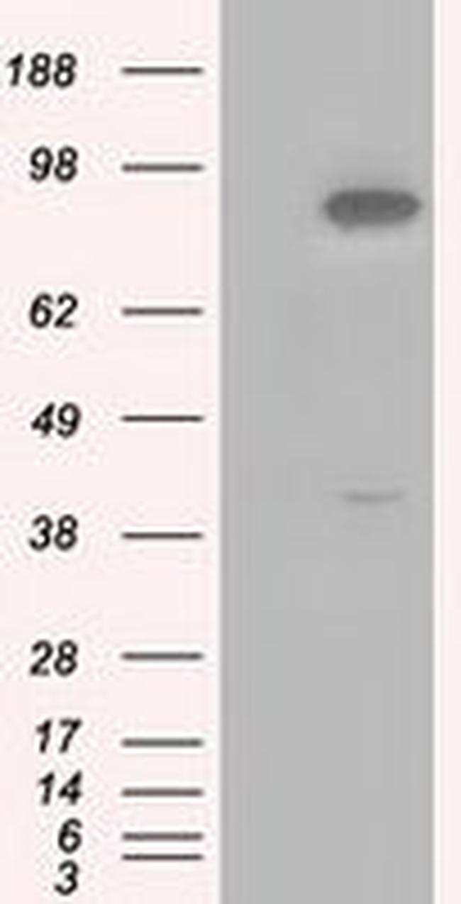 BHMT Antibody in Western Blot (WB)