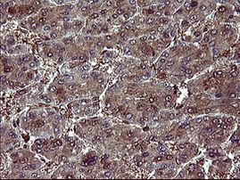 BID Antibody in Immunohistochemistry (Paraffin) (IHC (P))