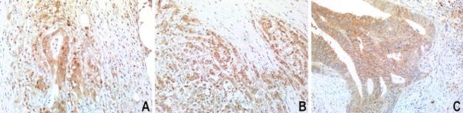 BID Antibody in Immunohistochemistry (Paraffin) (IHC (P))