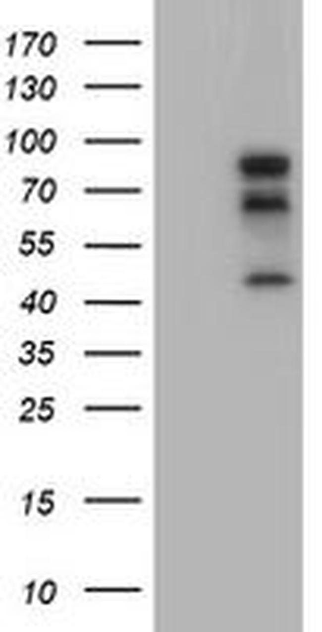 BIRC3 Antibody in Western Blot (WB)