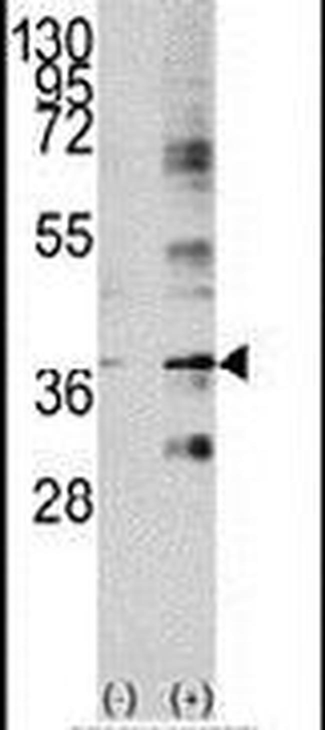 Livin Antibody in Western Blot (WB)