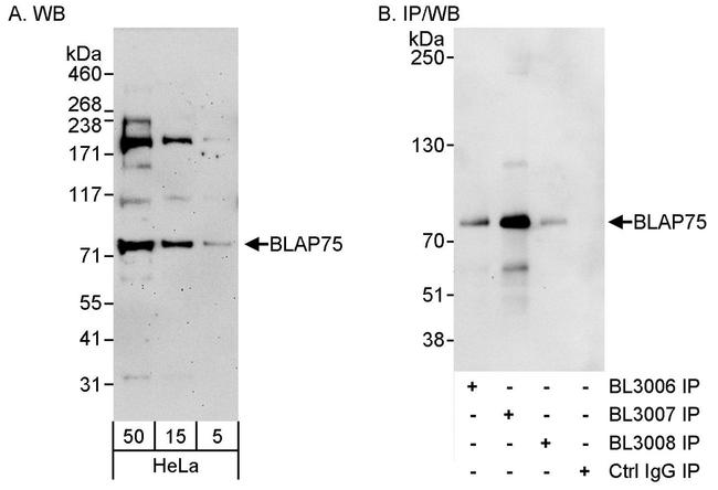 BLAP75 Antibody in Western Blot (WB)