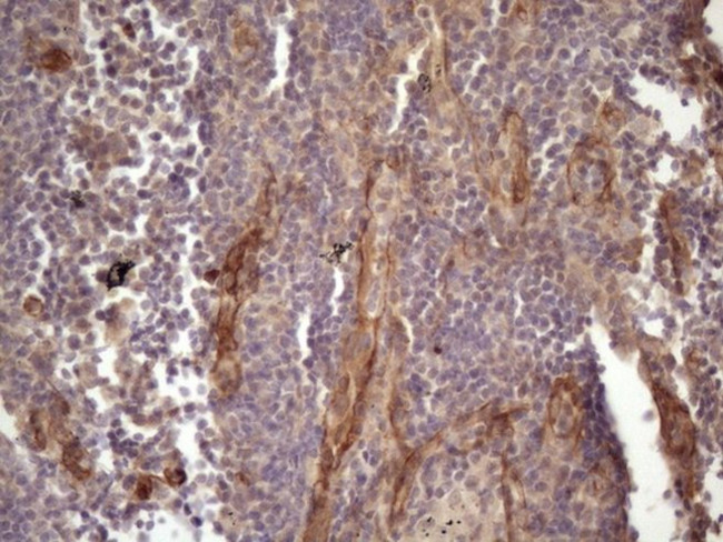 BMF Antibody in Immunohistochemistry (Paraffin) (IHC (P))