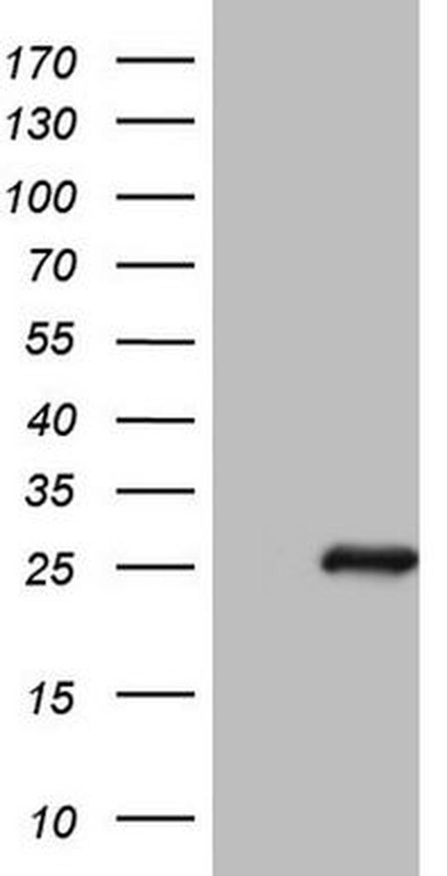 BMF Antibody in Western Blot (WB)