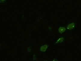 BMP4 Antibody in Immunocytochemistry (ICC/IF)