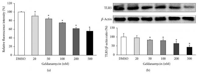 TLR5 Antibody in Flow Cytometry (Flow)