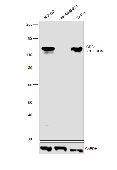 CD31 (PECAM-1) Monoclonal Antibody (Gi18) (BMS137)