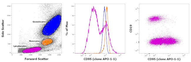 CD95 (APO-1/Fas) Antibody