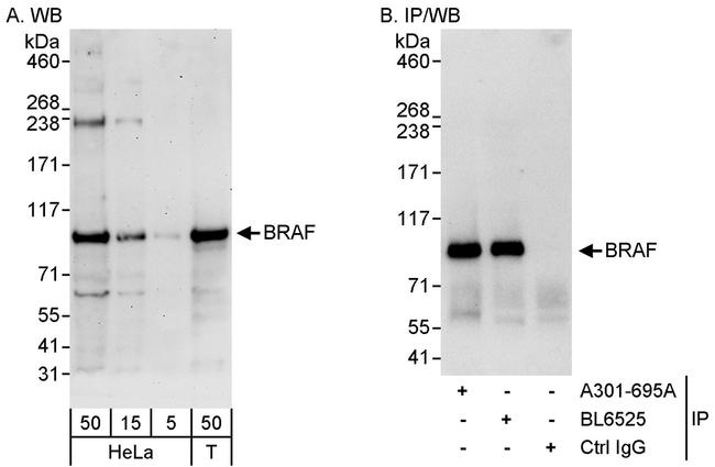 BRAF Antibody in Western Blot (WB)