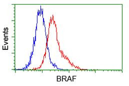 BRAF Antibody in Flow Cytometry (Flow)