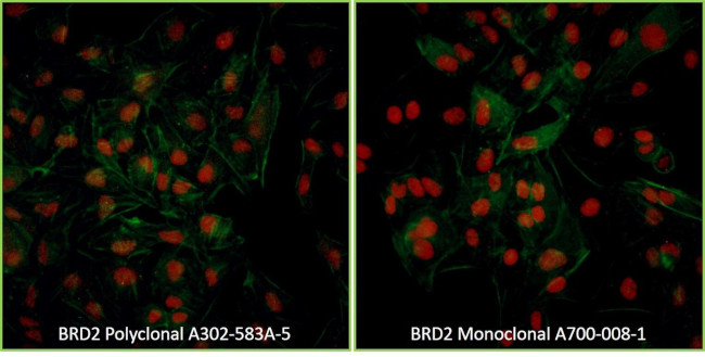 BRD2 Antibody in Immunocytochemistry (ICC/IF)