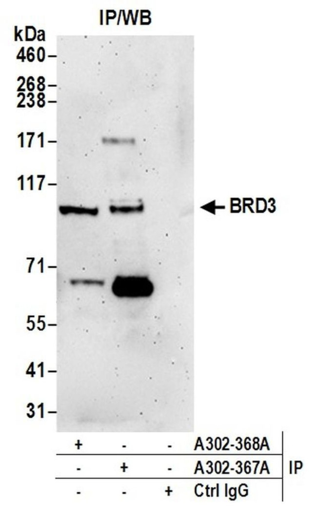 BRD3 Antibody in Immunoprecipitation (IP)