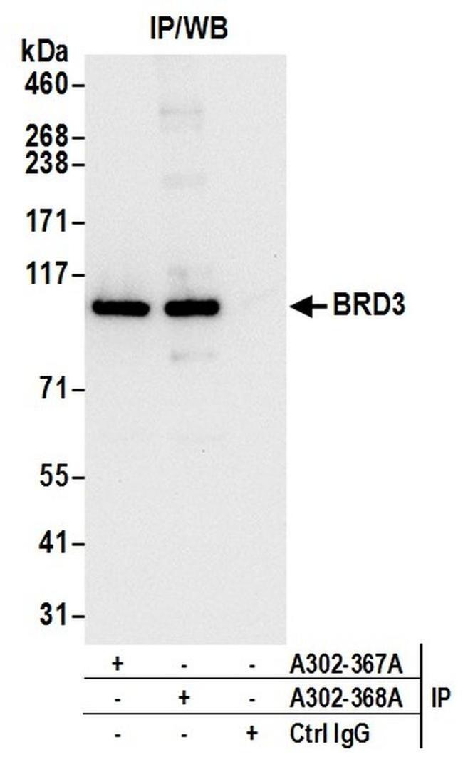 BRD3 Antibody in Western Blot (WB)