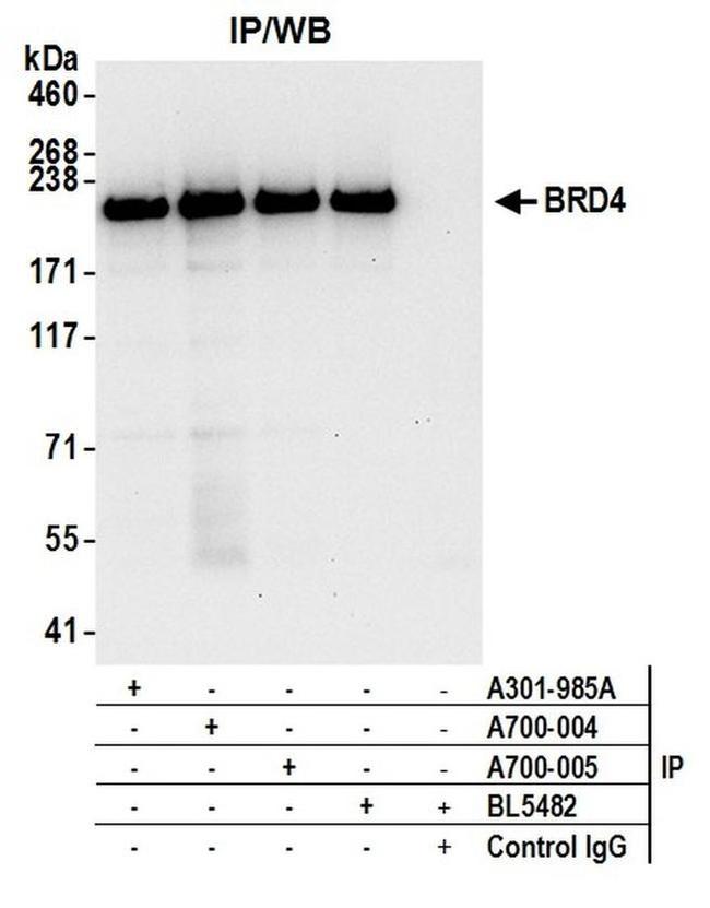 BRD4 Antibody in Western Blot (WB)