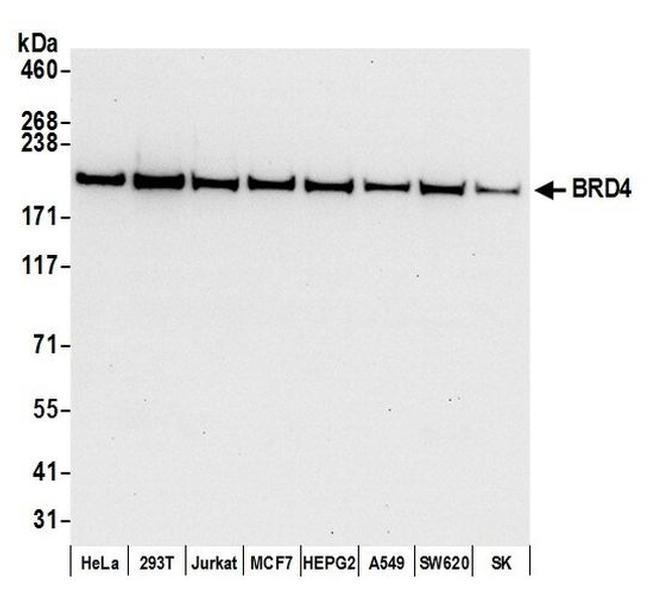 BRD4 Antibody in Western Blot (WB)