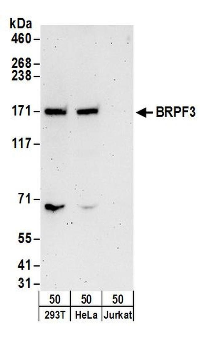 BRPF3 Antibody in Western Blot (WB)