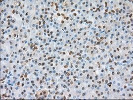 BSG Antibody in Immunohistochemistry (Paraffin) (IHC (P))