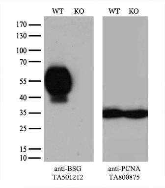 BSG Antibody