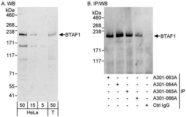 BTAF1 Antibody in Western Blot (WB)
