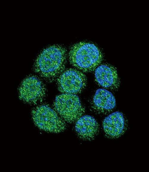 Btk Antibody in Immunocytochemistry (ICC/IF)