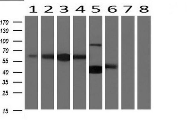 BTLA Antibody in Western Blot (WB)