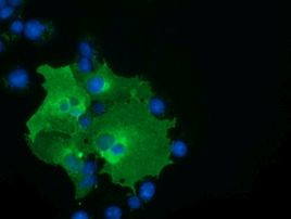 BTN1A1 Antibody in Immunocytochemistry (ICC/IF)