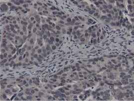 BTN1A1 Antibody in Immunohistochemistry (Paraffin) (IHC (P))