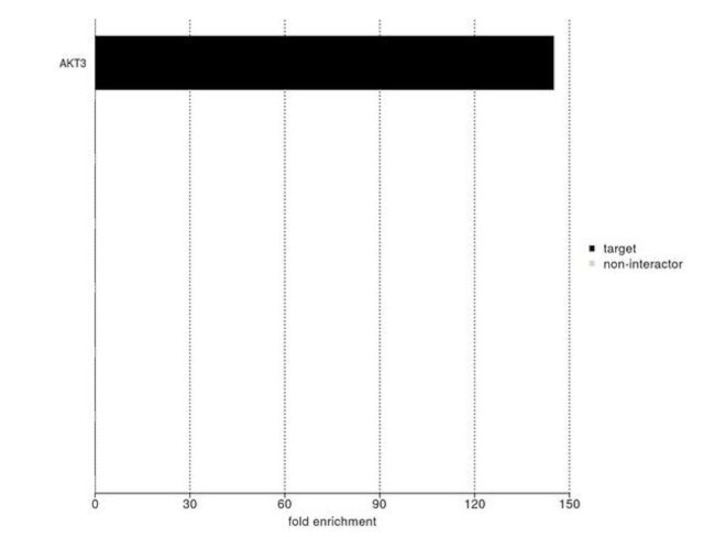 AKT3 Antibody