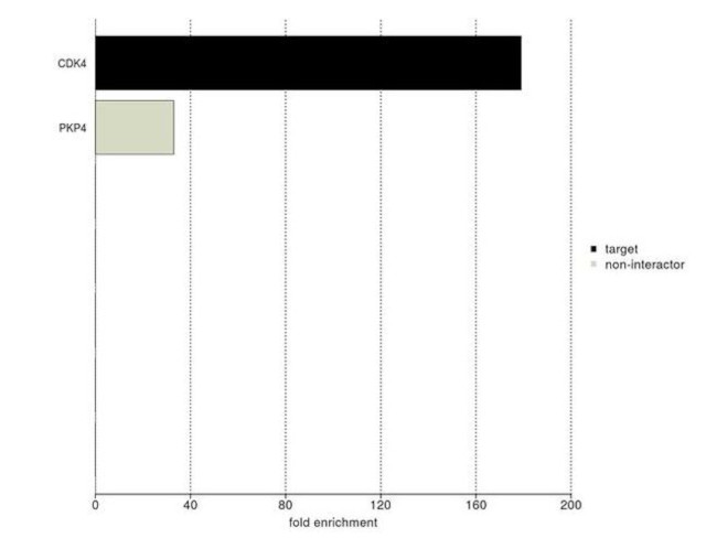 CDK4 Antibody