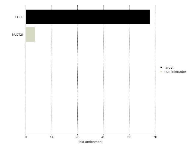 EGFR Antibody