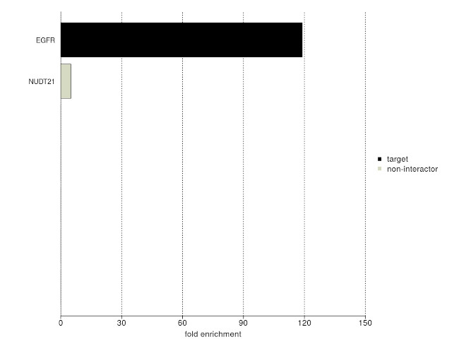 EGFR Antibody