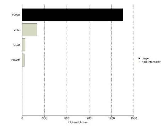 FOXO1 Antibody