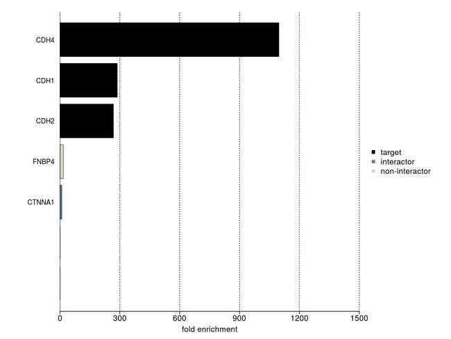 N-cadherin Antibody