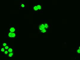 Bcl-XL Antibody in Immunocytochemistry (ICC/IF)