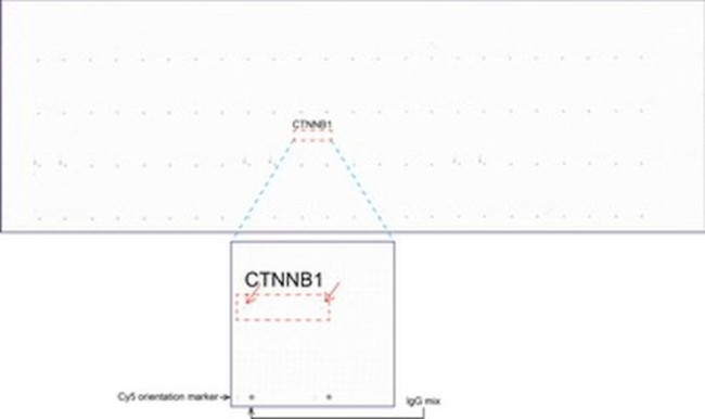 Beta-catenin Antibody in Peptide array (ARRAY)