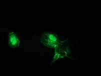 Beta-catenin Antibody in Immunocytochemistry (ICC/IF)