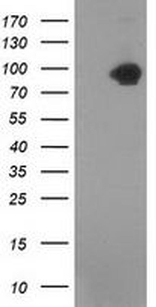 Beta-catenin Antibody in Western Blot (WB)