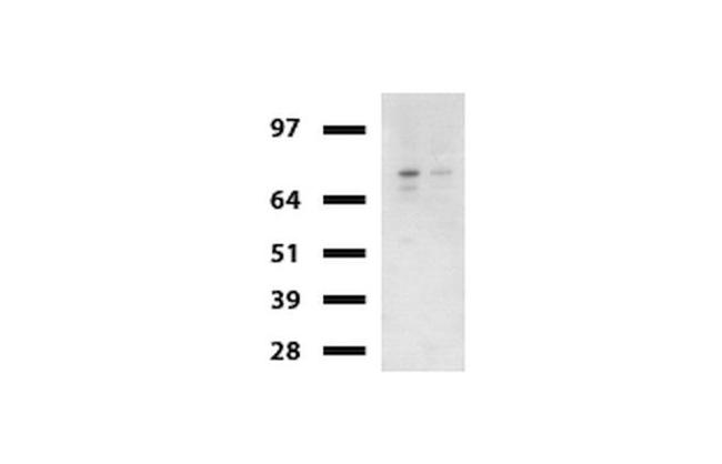 Beta-catenin Antibody in Western Blot (WB)