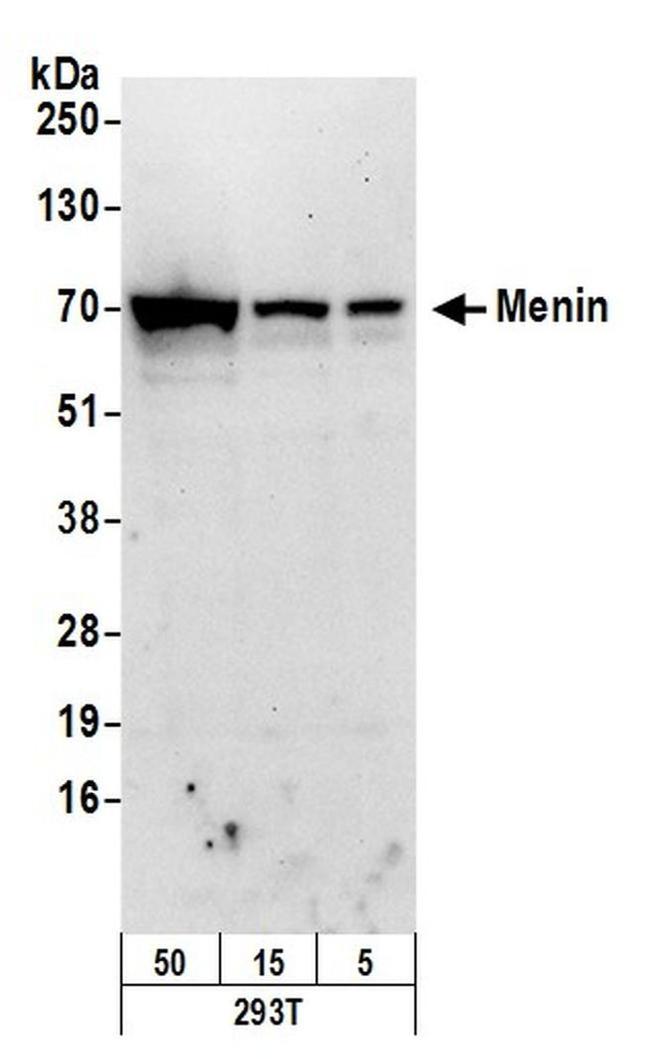 Menin Antibody in Western Blot (WB)