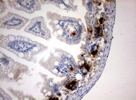 BrdU Antibody in Immunohistochemistry (Paraffin) (IHC (P))