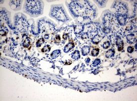 BrdU Antibody in Immunohistochemistry (Paraffin) (IHC (P))