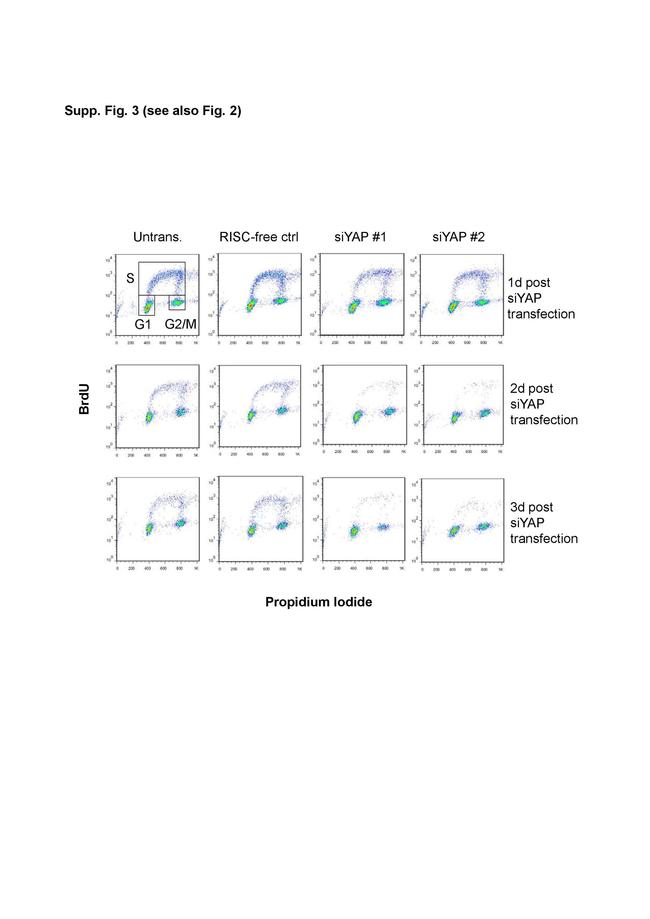 BrdU Antibody in Flow Cytometry (Flow)