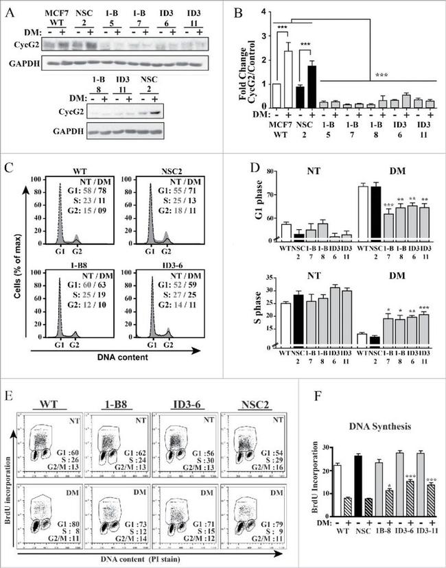 BrdU Antibody in Flow Cytometry (Flow)