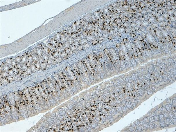 BrdU Antibody in Immunohistochemistry (Paraffin) (IHC (P))