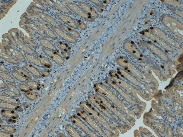 BrdU Antibody in Immunohistochemistry (Paraffin) (IHC (P))